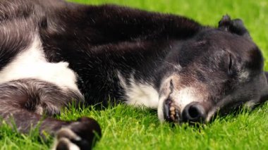 Yeşil çimlerin üzerinde dinlenen tazı köpeği. Orta boy. Odaklan, yavaş çekim.