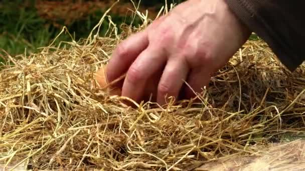鶏小屋の中型ズームショット選択的な焦点から新鮮な乳卵を収集する — ストック動画