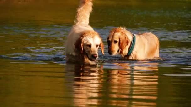 ゴールデンラブラドール レトリーバー犬は水中4Kショットスローモーション選択的な焦点を再生し スプラッシュ — ストック動画
