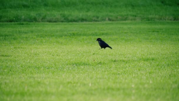 Crow Hopping Green Grass Lawn Looking Food Wide Shot Slow — Stock Video