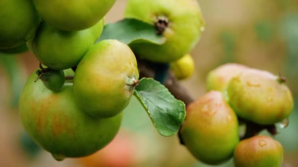 Manzanas Cuelgan Árbol Otoño Cerca Cámara Lenta Tiro Enfoque Selectivo — Vídeos de Stock