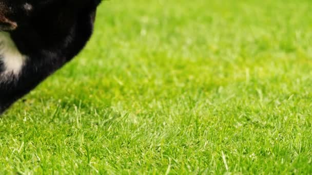 Greyhound Pies Spoczywa Zielonej Trawie Trawnik Średni Strzał Zoom Powolny — Wideo stockowe