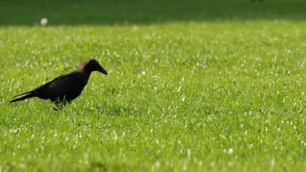 Cuervo Saltando Través Césped Hierba Verde Busca Alimentos Seguimiento Medio — Vídeo de stock