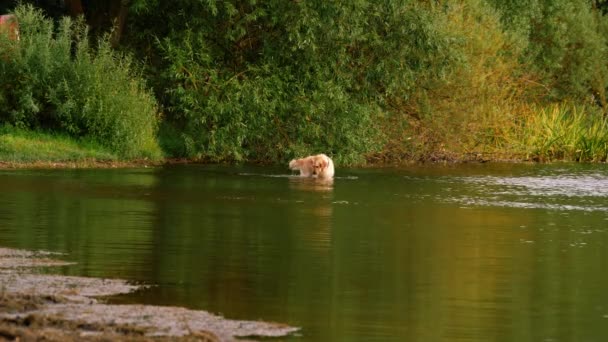 ゴールデンラブラドール レトリーバー犬 遊んで水で飛びます 4Kショット スローモーション選択的な焦点 — ストック動画