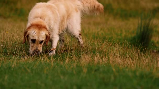 Golden Labrador Retriever Dog Playing Stick Medium Shot Slow Motion — Stock Video