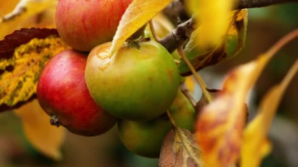 リンゴは秋の木から掛かります スローモーションズームショット選択的な焦点を閉じます — ストック動画
