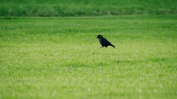 Crow Saltando Attraverso Prato Erba Verde Cerca Cibo Colpo Zoom — Video Stock