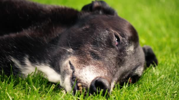 緑の草の芝生の芝生の中のショット4Kの遅い動きの選択的な焦点で休む灰色の犬 — ストック動画