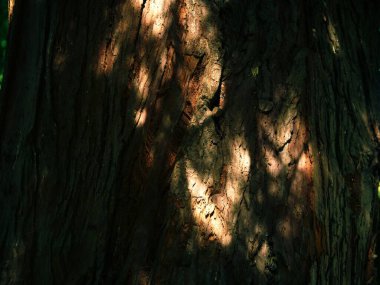 Ormandaki çam ağacı gövdesi benekli güneş ışığı arka planında. Yakın plan seçici odaklanma.