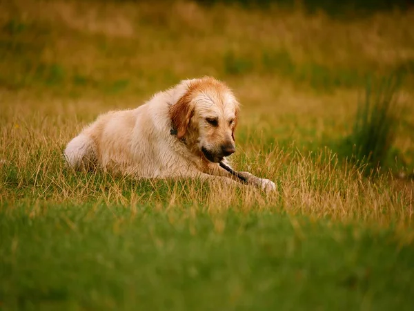 Golden Labrador Retriever dog playing with a stick medium shot selective focus