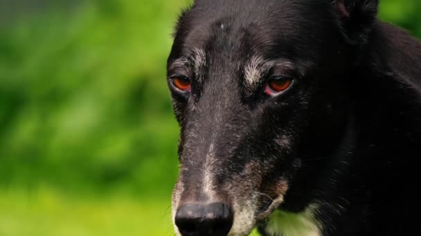 Greyhound Cão Cara Cheirando Olha Para Câmera Retrato Close Zoom — Vídeo de Stock