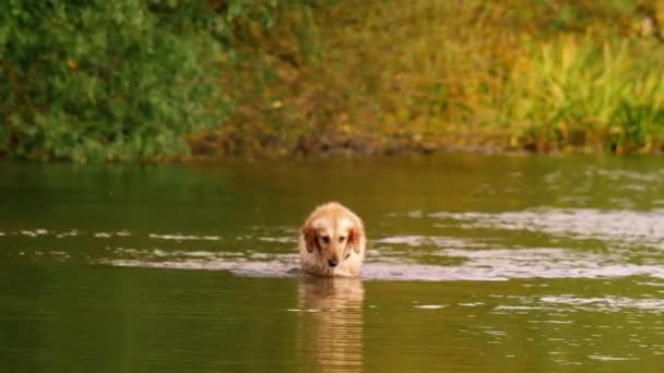 Golden Labrador Retriever Hund Spelar Och Stänk Vatten Medium Zoom — Stockvideo