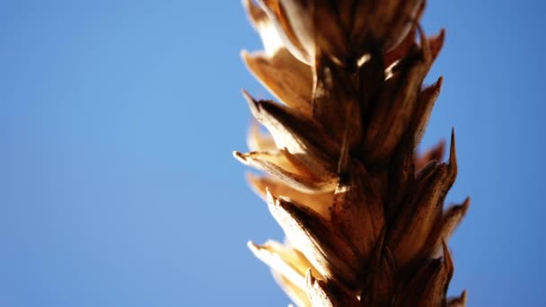 Zralá Pšenice Zemědělci Pole Modrá Obloha Pozadí Zavřít Makro Zpomalení — Stock video