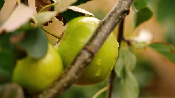 Groene Appels Hangen Aan Een Boom Herfst Close Slow Motion — Stockvideo