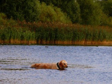 Altın Labrador Retriever köpeği oynuyor ve suya su sıçratıyor yavaş çekim seçici odaklanma