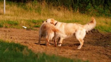 Altın Labrador Retriever köpekleri 4 km 'lik sopayla oynuyorlar. Yavaş çekim seçici odaklanma.