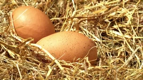 鶏小屋から新鮮な乳卵を集める ズームショット選択的な焦点を閉じる — ストック動画