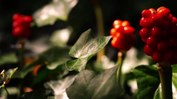 森林の有毒な赤い果実とアイビーのクッカッペンピングライトスローモーションマクロはズーム選択的な焦点を閉じる — ストック動画