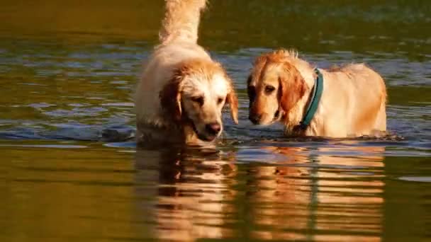 Golden Labrador Retriever Cani Che Giocano Spruzzano Acqua Medio Zoom — Video Stock