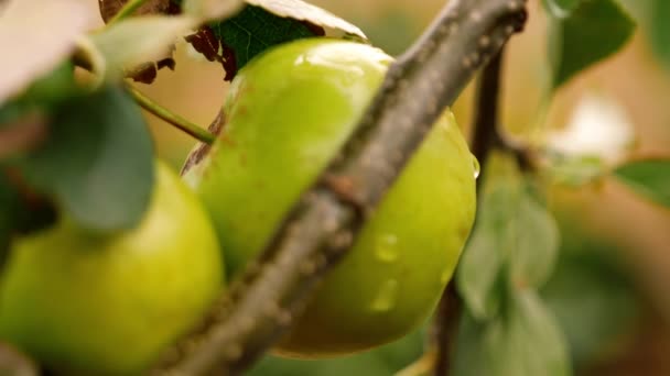 Zielone Jabłka Wiszą Drzewie Jesienią Zbliżyć Się Zoom Powolny Ruch — Wideo stockowe