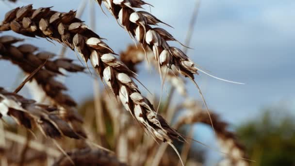 Ripe Wheat Farmers Field Medium Zoom Slow Motion Shot Selective — Stock video