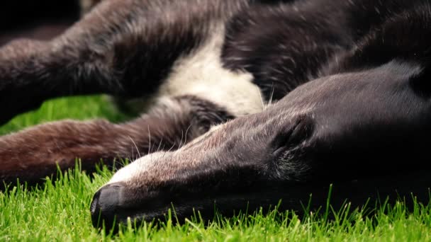 Greyhound Perro Descansando Césped Hierba Verde Tiro Medio Cámara Lenta — Vídeos de Stock