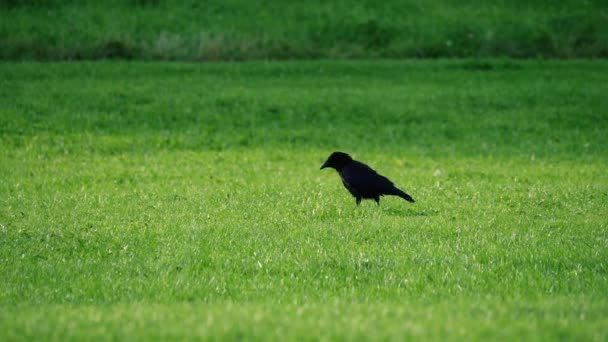 Cuervo Saltando Través Césped Hierba Verde Busca Alimentos Ancho Tiro — Vídeo de stock