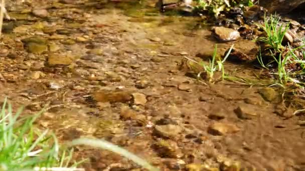 Zachte Rimpelingen Van Water Een Ondiepe Natuurlijke Stroom Schot Slow — Stockvideo