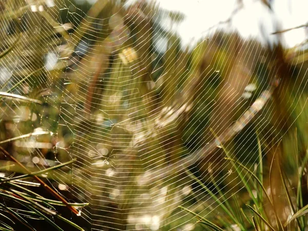 Ağaçta örümcek ağı ve yaz güneşi Bokeh arka plan ışığı Makro seçici odağı kapatın