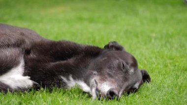 Yeşil çimlerin üzerinde dinlenen tazı köpeği. Orta boy. 4k yavaş çekim seçici odaklanma.