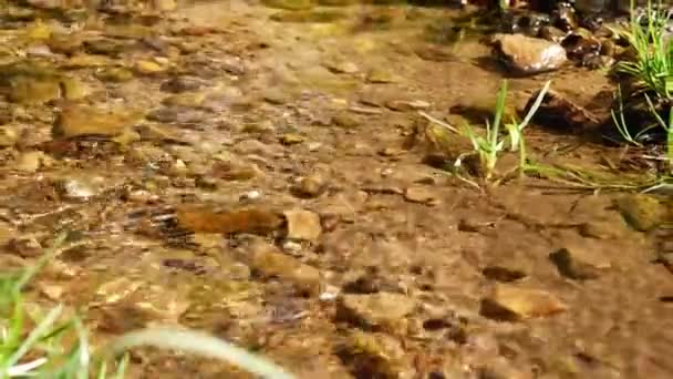 Gentle Ripples Water Shallow Natural Stream Zoom Shot Slow Motion — Stock Video