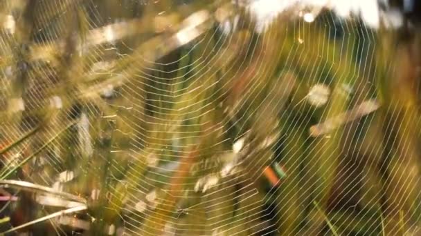 Ağaçta Örümcek Ağı Yaz Güneşi Bokeh Arka Plan Işığı Makro — Stok video