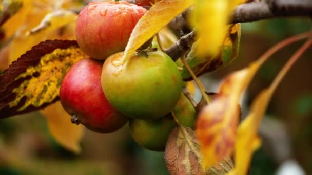 秋の木からぶら下がるリンゴ スローモーションを閉じる 4Kショット選択的な焦点 — ストック動画
