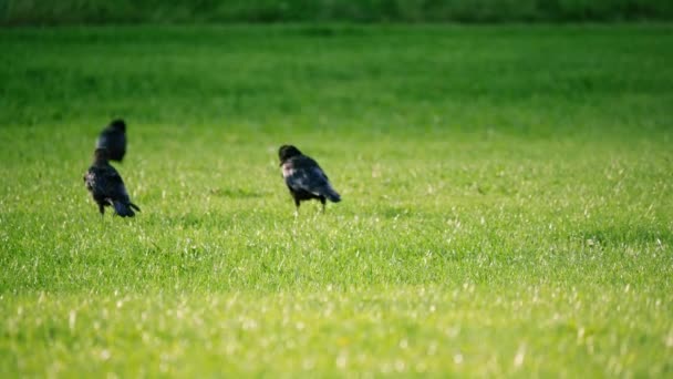 Cuervos Saltando Través Césped Hierba Verde Busca Alimentos Ancho Tiro — Vídeos de Stock