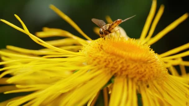 Guêpe Insecte Sur Giant Fleabane Fleurs Orange Sur Jardin Été — Video