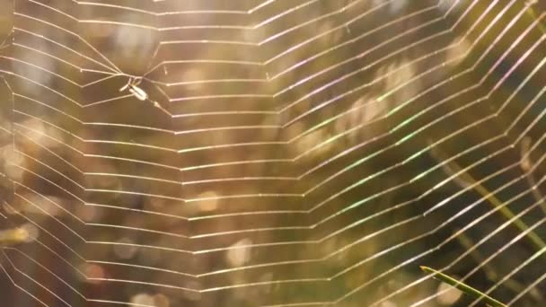 Spinnennetz Baum Mit Sommersonne Bokeh Hintergrundbeleuchtung Nahaufnahme Makro Zeitlupe Zoom — Stockvideo