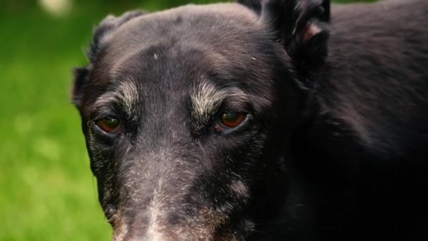 Greyhound Wajah Anjing Mengendus Terlihat Kamera Potret Dekat Zoom Gerak — Stok Video
