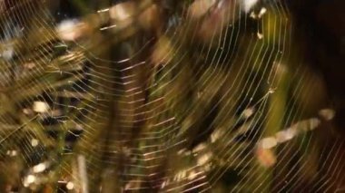 Ağaçta örümcek ağı ve yaz güneşi Bokeh arka plan ışığı Makro yavaş çekim zoom seçici odaklanma yakın