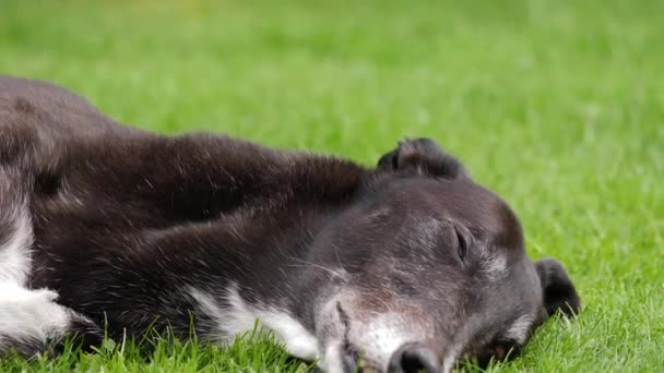 Greyhound Cão Descansando Grama Verde Gramado Médio Tiro Zoom Câmera — Vídeo de Stock