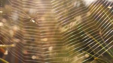 Ağaçta örümcek ağı ve yaz güneşi Bokeh arka plan ışığı Makro yavaş çekim 4k seçici odak