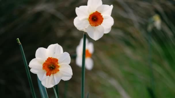 Påsklilja Narcissus Blomma Växer Skogspark Våren Närbild Zoom Slow Motion — Stockvideo