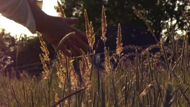 享受大自然的女人在夏日阳光的草地上漫步夕阳西下阳光的草地上变焦了选择性的焦点 — 图库视频影像