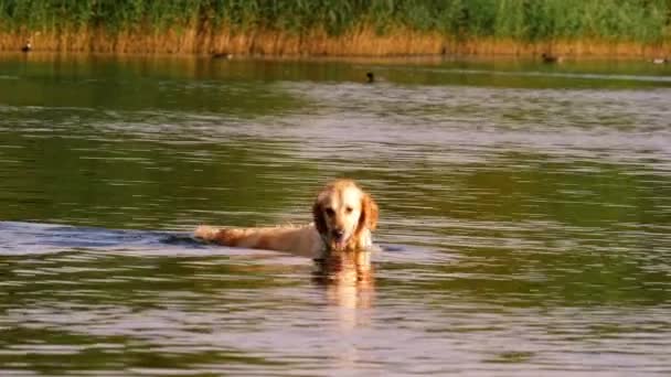 Golden Labrador Retriever Hund Spielt Und Planscht Wasser Mittlerer Zoom — Stockvideo
