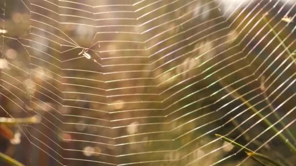 Spinnennetz Baum Mit Sommersonne Bokeh Hintergrundbeleuchtung Nahaufnahme Makro Zeitlupe Selektiver — Stockvideo