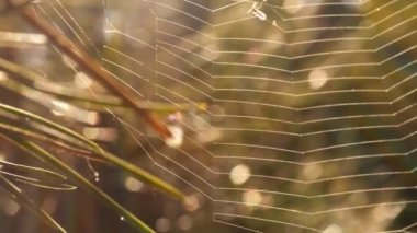 Ağaçta örümcek ağı ve yaz güneşi Bokeh arka plan ışığı Makro yavaş çekim zoom seçici odaklanma yakın