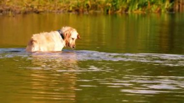 Altın Labrador Retriever köpeği oynuyor ve suya su sıçratıyor. Yavaş çekim seçici odak noktası.