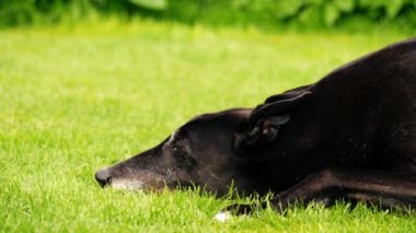 Yeşil çimlerin üzerinde dinlenen tazı köpeği. Orta boy. 4k yavaş çekim seçici odaklanma.