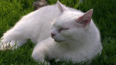 Beyaz kedi bahçedeki çimlerde dinleniyor. Yavaş çekim seçici odak noktasını kapat. 