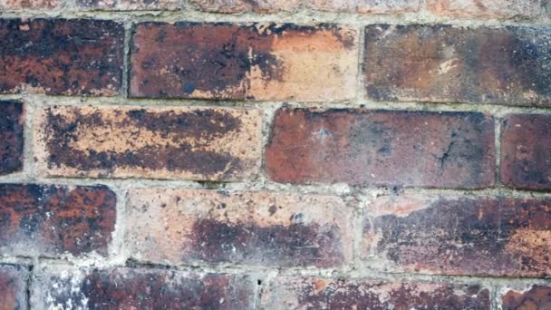Stare Uszkodzone Grunge Ściany Cegły Średniej Pochylenia Zoom Strzał Selektywny — Wideo stockowe