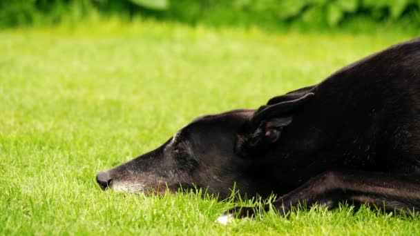 Собака Грейхаунд Отдыхает Зеленой Газоне Среднего Кадра Медленного Движения Селективного — стоковое видео